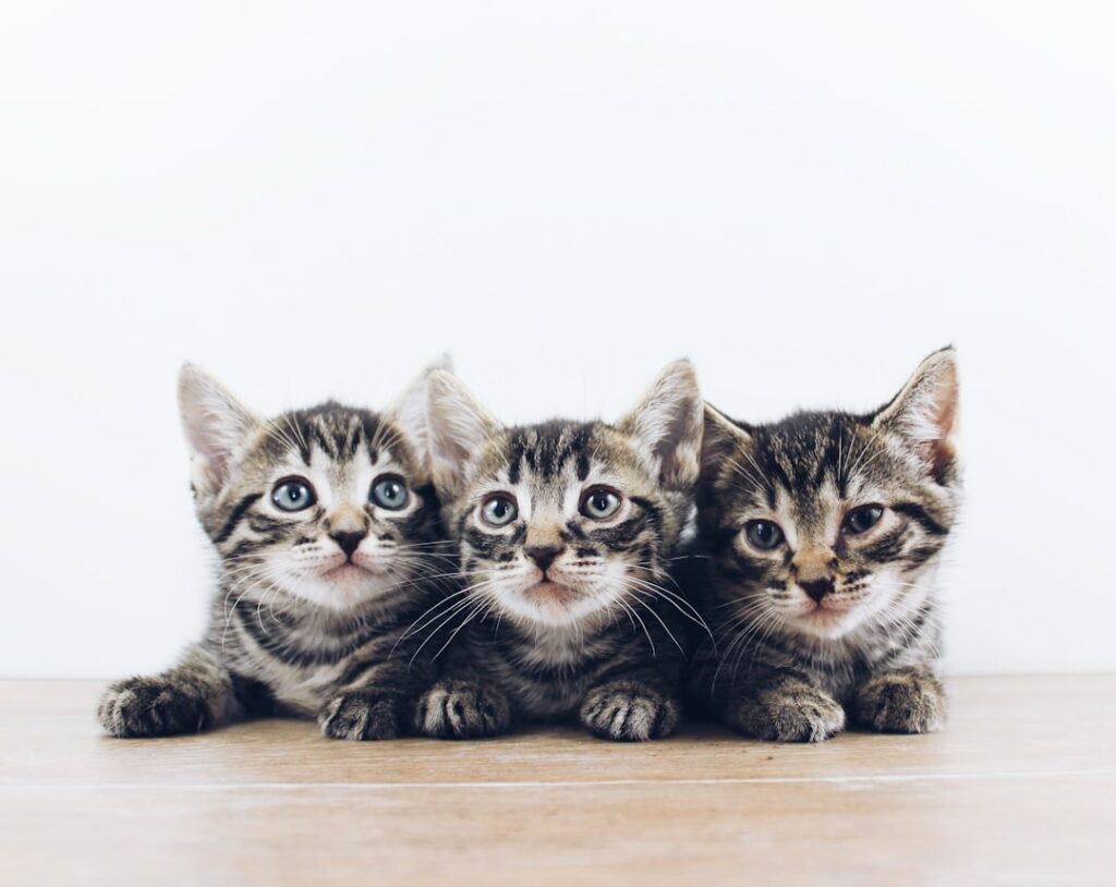 Cat Wellness: Premium Diets, Supplements, Gear